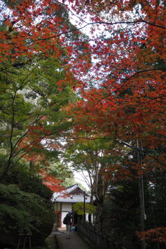 笠置寺 もみじ見物 見頃かな