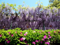 目にまぶしツツジとコラボ藤の花