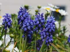 花の道 足元飾る 小花かな