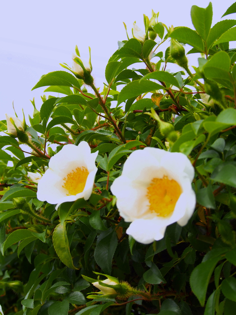 生垣の装い新た初夏の花 By Chigiumi Id 写真共有サイト Photohito