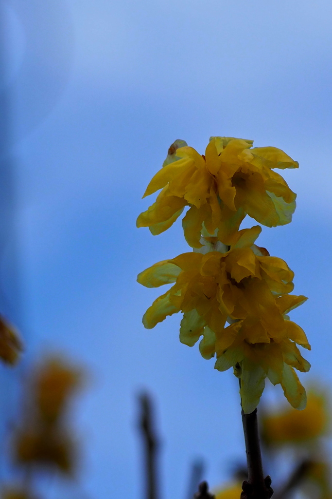 冬空に 蝋梅の花 渋き色