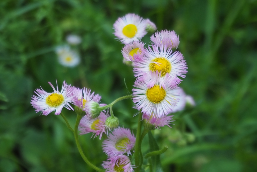 野の花も 季節（とき）が来たかと 咲にけり