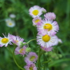 野の花も 季節（とき）が来たかと 咲にけり