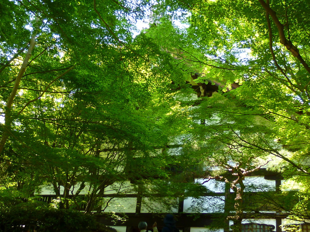 若葉時緑まぶしや龍安寺