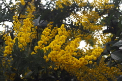 見上げれば 一斉開花や ミモザ花