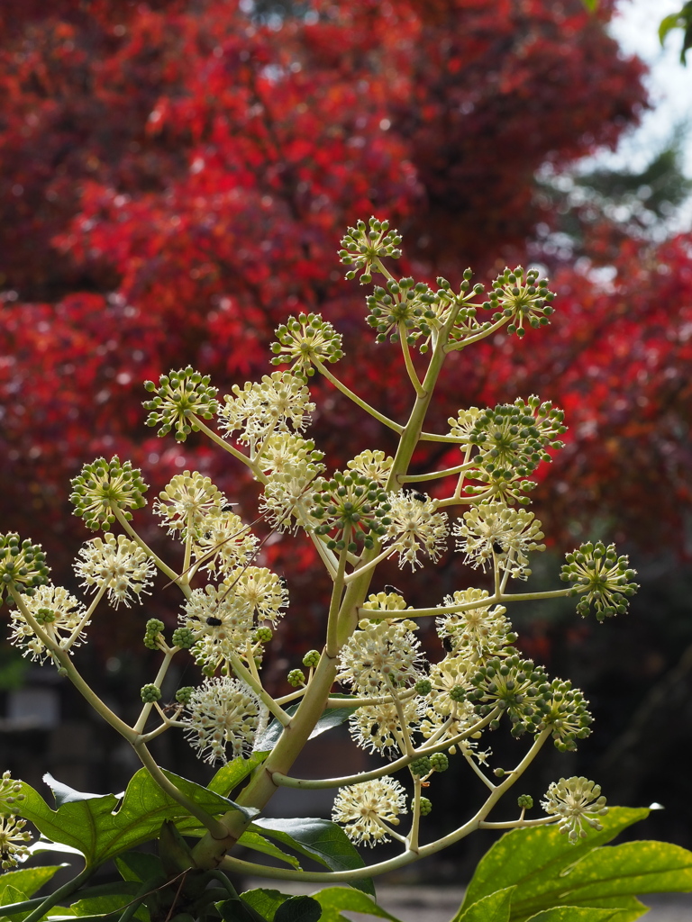 時移り 初冬に咲くや ヤツデ花