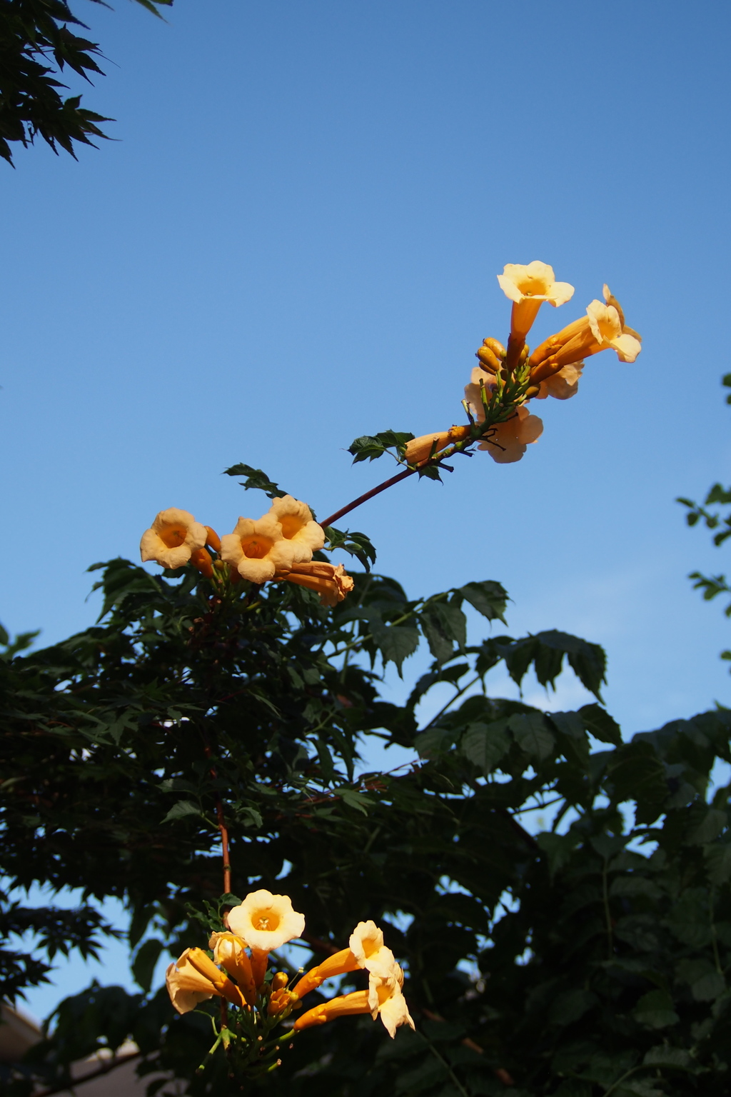 鮮やかし 空に向かいて ラッパ花