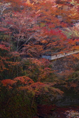 晩秋や 石垣の木々 色を増す