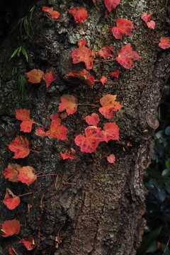 晩秋や 蔦の紅さに もの思ふ