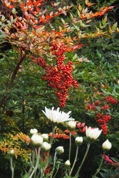 南天と 白の寒菊 お目出度き