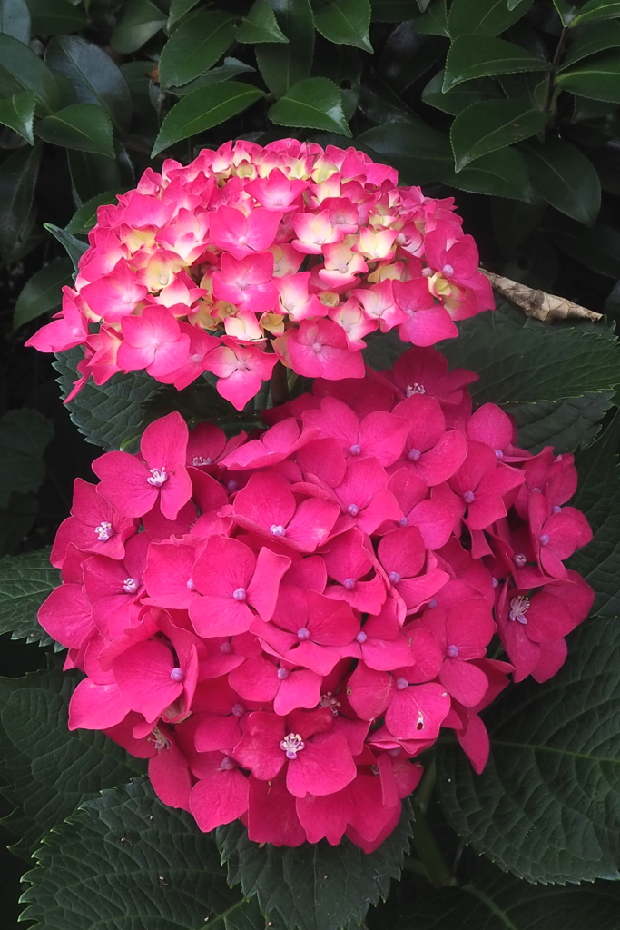 紫陽花は 時間と共に 色を染め