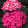 紫陽花は 時間と共に 色を染め