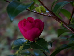 ひっそりと 山茶花咲くよ 葉に隠れ