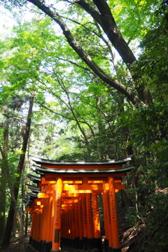 朱と緑 五月の稲荷は 目に優し