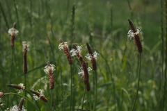 堤防の 雑草の花 面白き