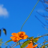 まだ見頃 キバナコスモス 空に映え