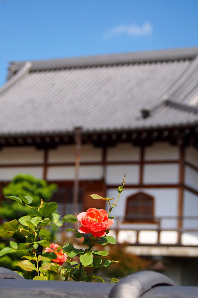 塀越しに お寺のバラは 顔を出し