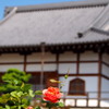 塀越しに お寺のバラは 顔を出し