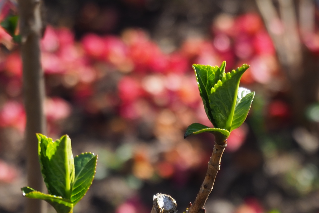 新芽燃ゆ 落花椿を 背景に