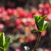 新芽燃ゆ 落花椿を 背景に