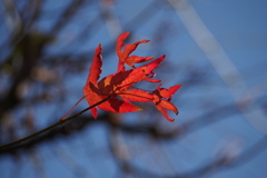 鮮やかや 名残りの紅葉 冬の空
