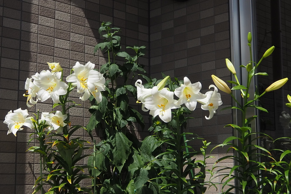 梅雨晴れに 玄関飾るや 百合の花