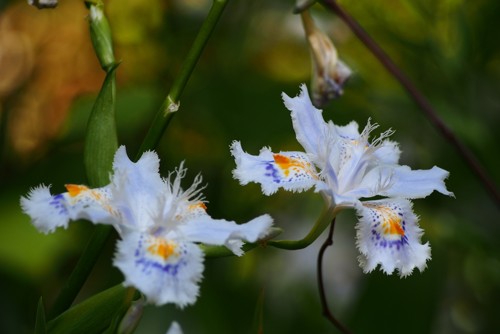 美しき 花の意匠に 蝶思ふ