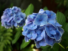 青紫陽花容姿一番自他共に