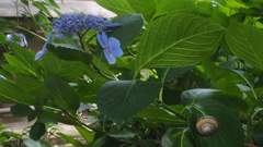 梅雨の絵や 紫陽花の葉に 蝸牛