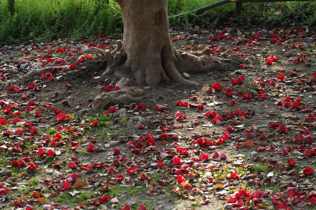 晩春や 椿の落花 幹周り