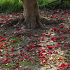 晩春や 椿の落花 幹周り