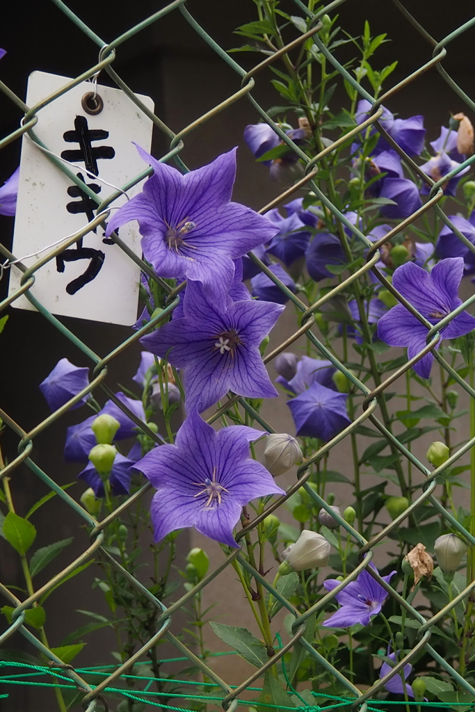 学校の フェンスすき間の キキョウ撮る