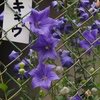 学校の フェンスすき間の キキョウ撮る