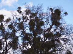 宿り木や 丸いかたまり 数あまた