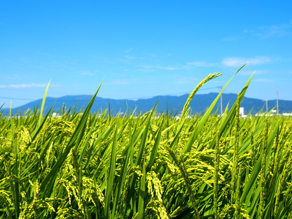 佐賀平野 風にたなびく 稲穂かな