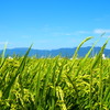 佐賀平野 風にたなびく 稲穂かな