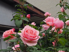 道沿いの お家のバラや 麗しき