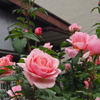 道沿いの お家のバラや 麗しき