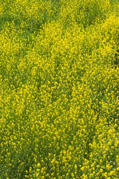 鮮やかや ただただ菜の花 土手斜面