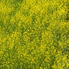 鮮やかや ただただ菜の花 土手斜面