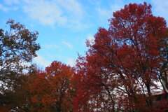晩秋や 木々の彩り 深き色