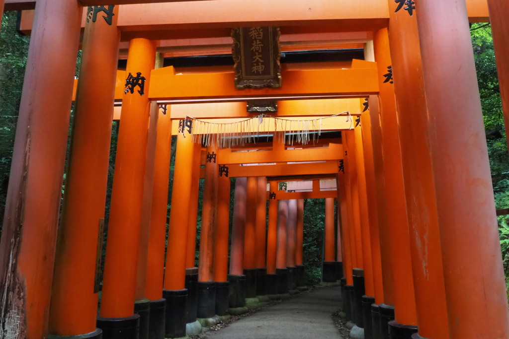 鳥居道 お山巡りに 朝陽射す