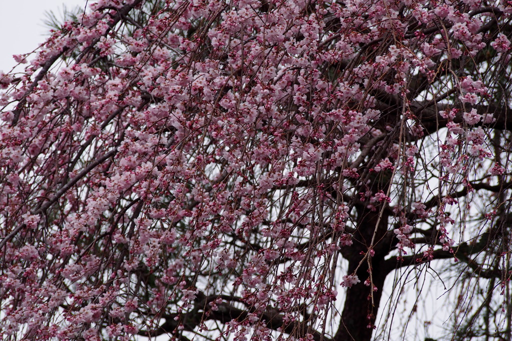 雨のごと 枝垂れ桜や ふりそそぎ
