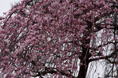 雨のごと 枝垂れ桜や ふりそそぎ