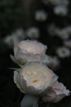 薄化粧 したかの品香の バラの花