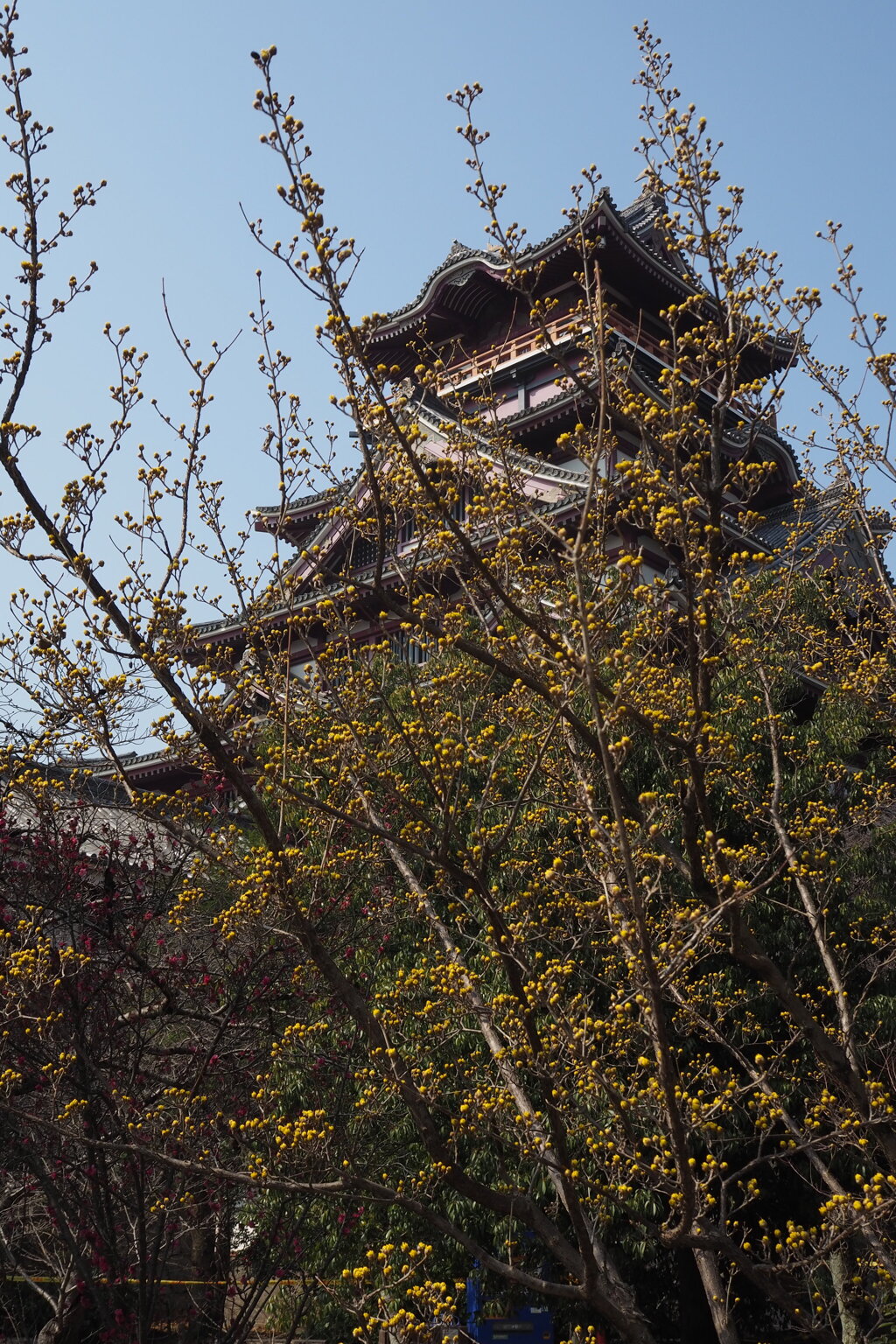 春景色 山茱萸まとい 伏見城