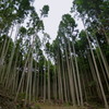 真っすぐに 北山杉と 相対す