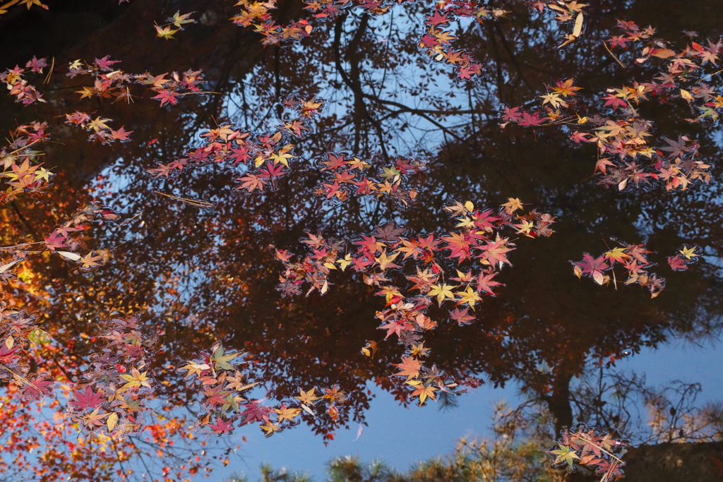 空の青 水面写りて 紅葉狩り