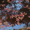 空の青 水面写りて 紅葉狩り