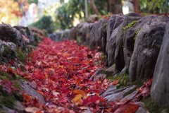 晩秋や 赤き落ち葉は 溝埋める